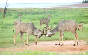 Kudu Zimbabwe