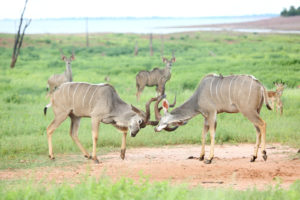 Bumi Hills Safari Zimbabwe Kudu