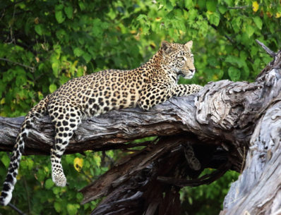 Moremi Game Reserve Botswana Leopard in Tree