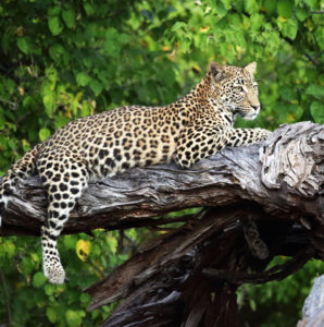 Moremi Game Reserve Botswana Leopard in Tree