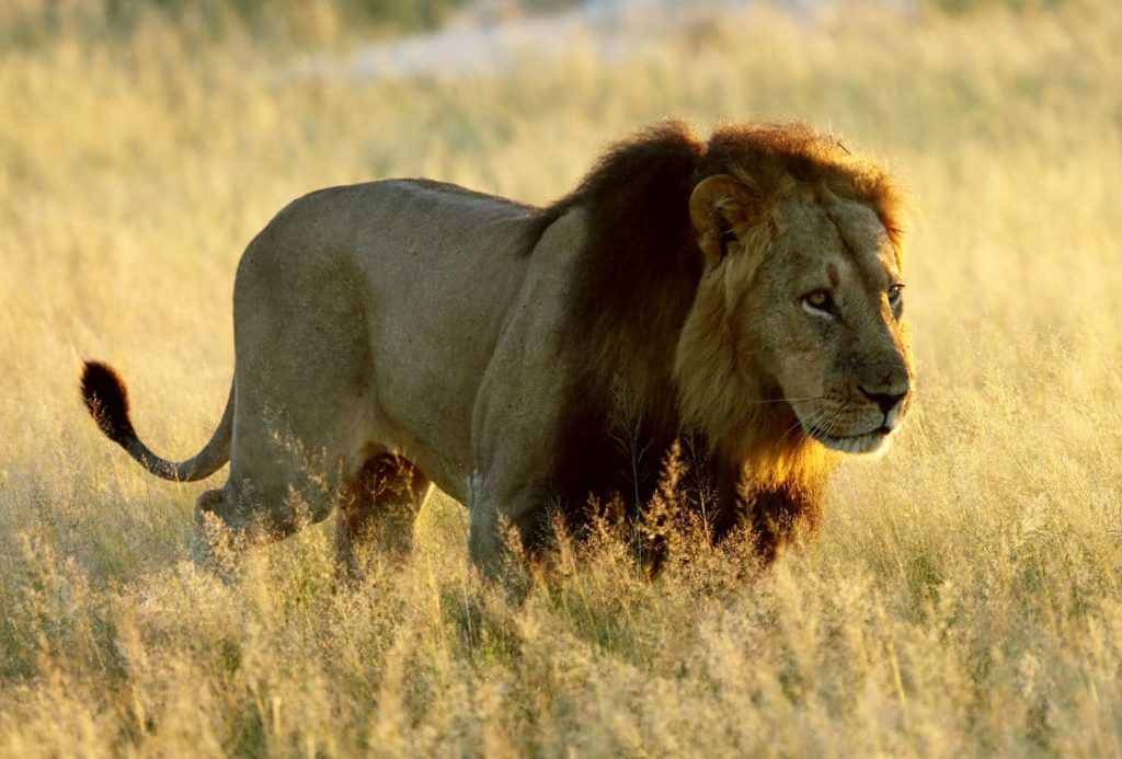 Lion Somalisa Hwange Zimbabwe