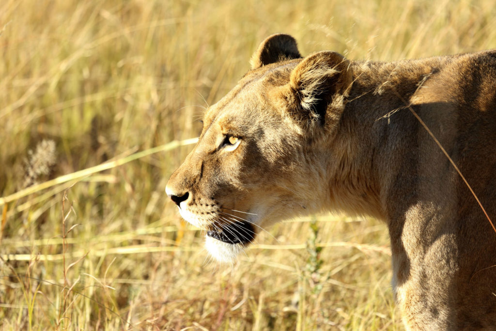 Moremi Game Reserve Botswana Lioness