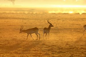 Two antelope at sunrise in Botswana