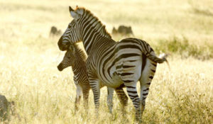 Zebra Hwange Zimbabwe