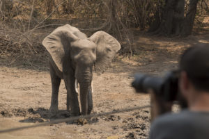 Kanga Camp Mana Pools Zimbabwe African Bush Camps Safari Tented Camp Photo Safaris with elephant