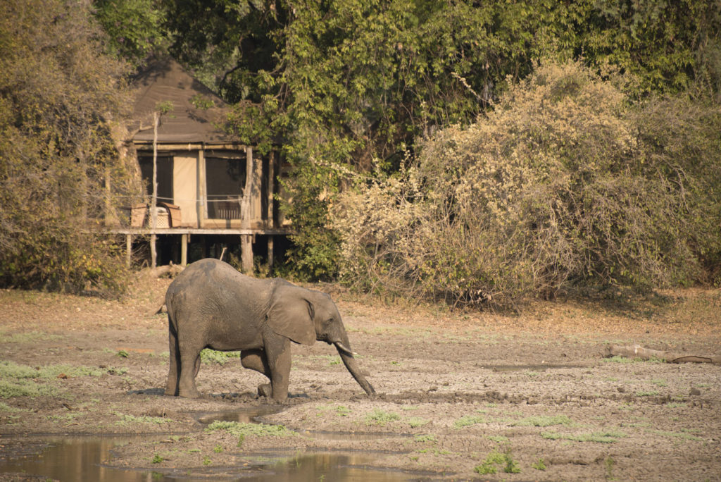 Kanga Camp Mana Pools Zimbabwe African Bush Camps Safari Tented Camp elephant close to room