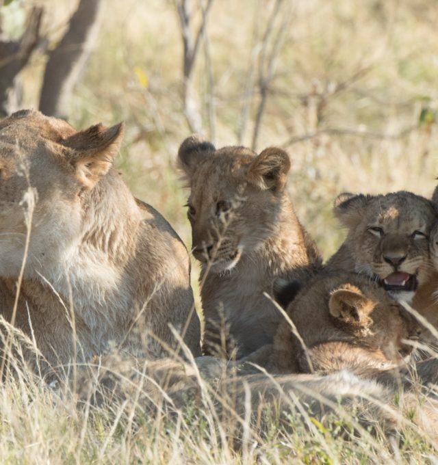 A Lioness and Baby Lions