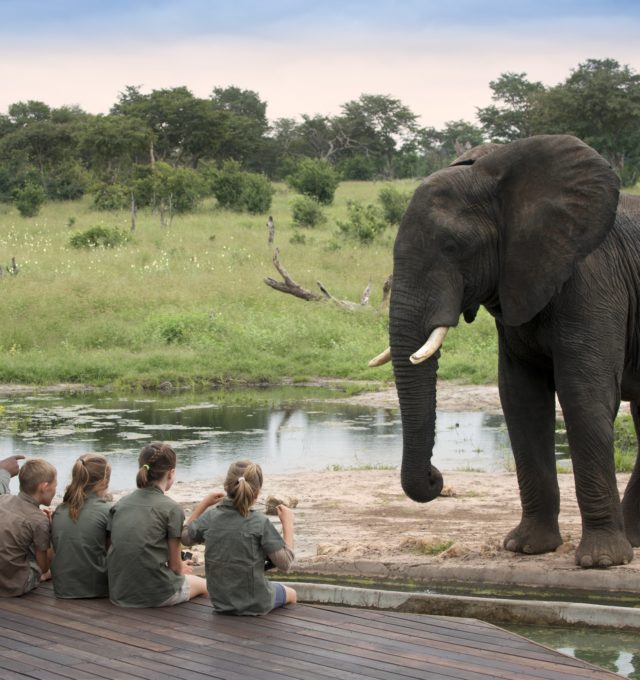 Children with an elephant on family safari