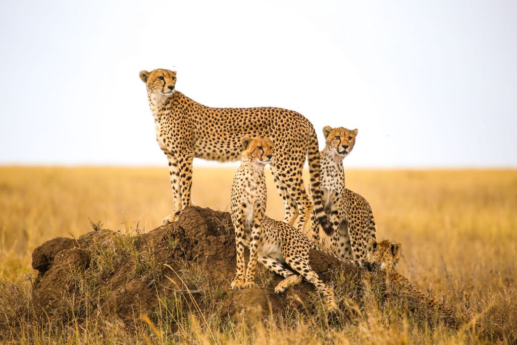 A group of cheetahs on a rock in Africa
