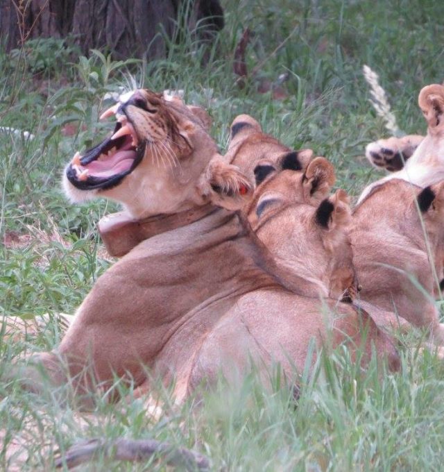 A yawning lioness