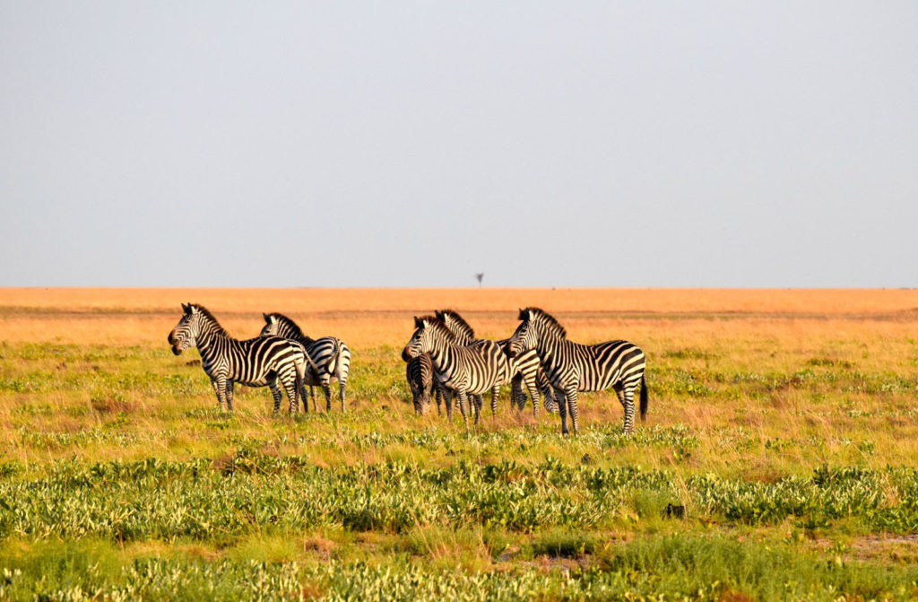 Zambia Liuwa Plains