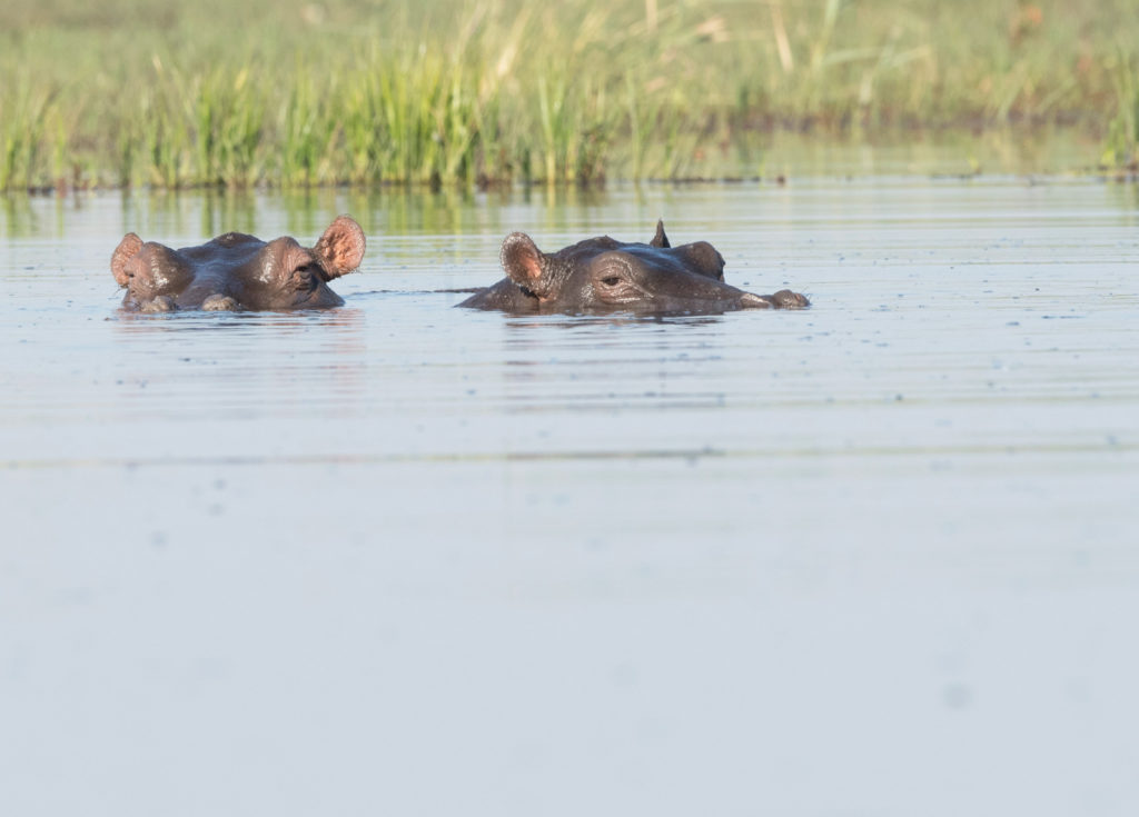Linyanti Bush Camp Botswana Hippos