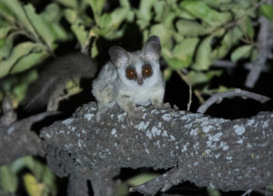 Linyanti Bush Camp Botswana Bush Baby