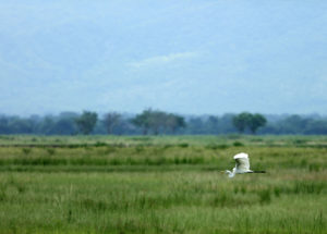 Mana Pools Egret Birds