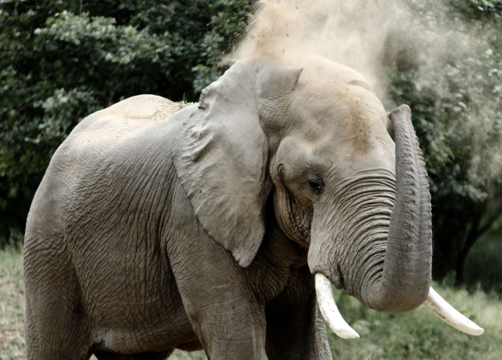 Mana Pools Elephant