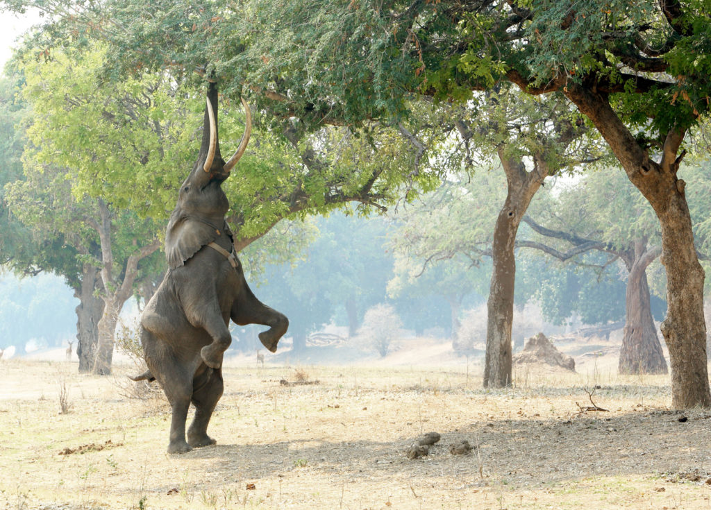 African Bush Camps, Mana Pools National Park Elephant