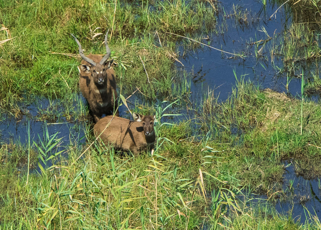 Linyanti Bush Camp Bostwana Water Buck