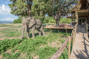 nyamatusi safari lodge mana pools zimbabwe