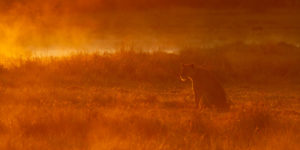 lioness,-Khwai-Tented-Camp,-Moremi-Game-Reserve,-Botswana,-African-Bush-Camps,-Shaun-Stanley-(363)