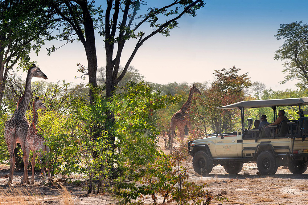 Linyanti--Botswana-game-drive-with-giraffe-African-Bush-Camps-Bots-Safari-2
