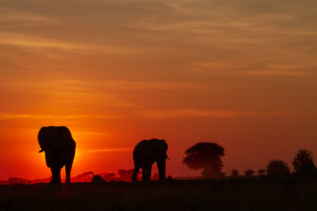 Migration-Expeditions-Nxai-Pan-Botswana-Shaun-Stanley-2015-elephants-at-sunset African Bush Camps