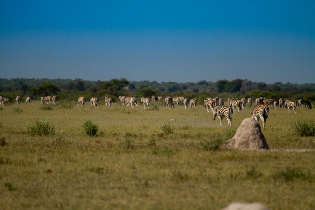 Migration-Expeditions-Nxai-Pan-Botswana-Shaun-Stanley-2015-herd-of-zebras African Bush Camps
