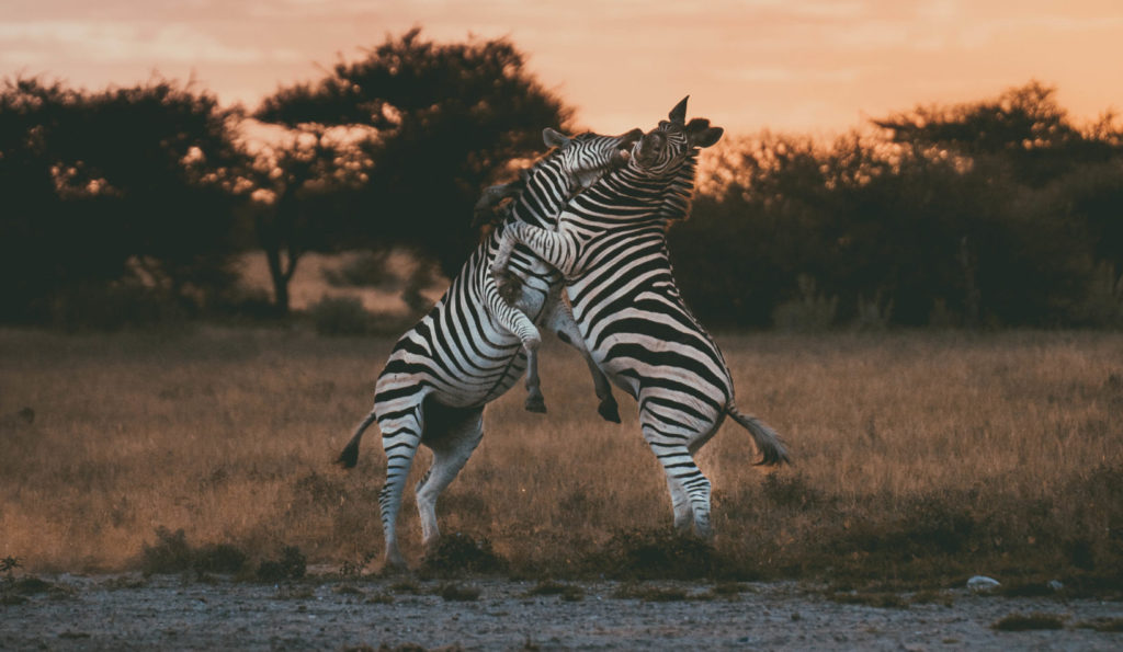 Migration-Expeditions-Nxai-Pan-Botswana-CraigHowes-zebra-fighting