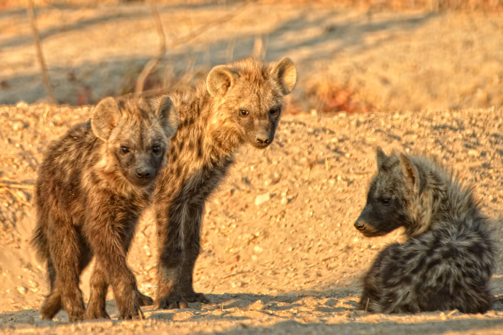 hyena-cubs-khwai-tented-camp-khwai-concession-botswana-wildlife-safari-african-bush-camps
