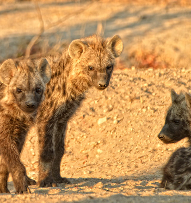 hyena-cubs-khwai-tented-camp-khwai-concession-botswana-wildlife-safari-african-bush-camps