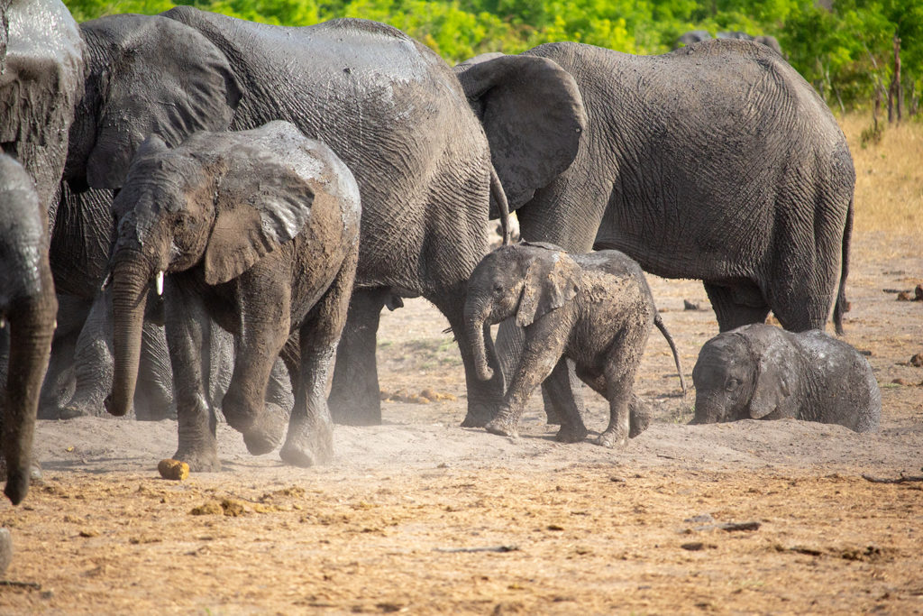 elephants-in-hwange-national-park-somalisa-camp-african-bush-camps-wildlife-safari