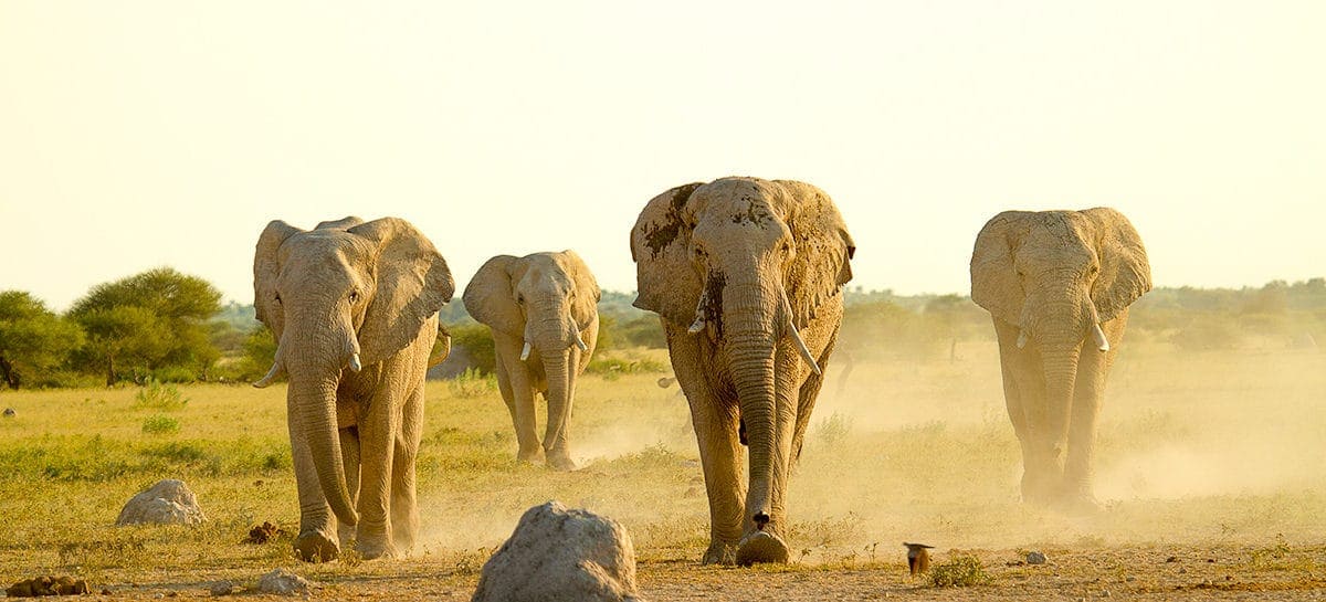 Botswana Elephants Wildlife