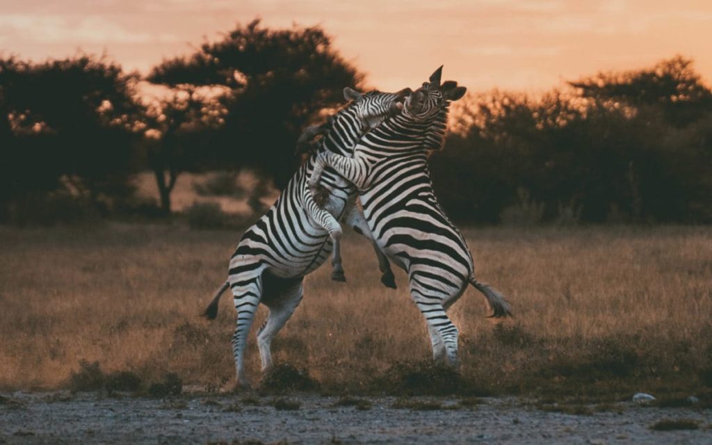 Botswana Zebra Wildlife