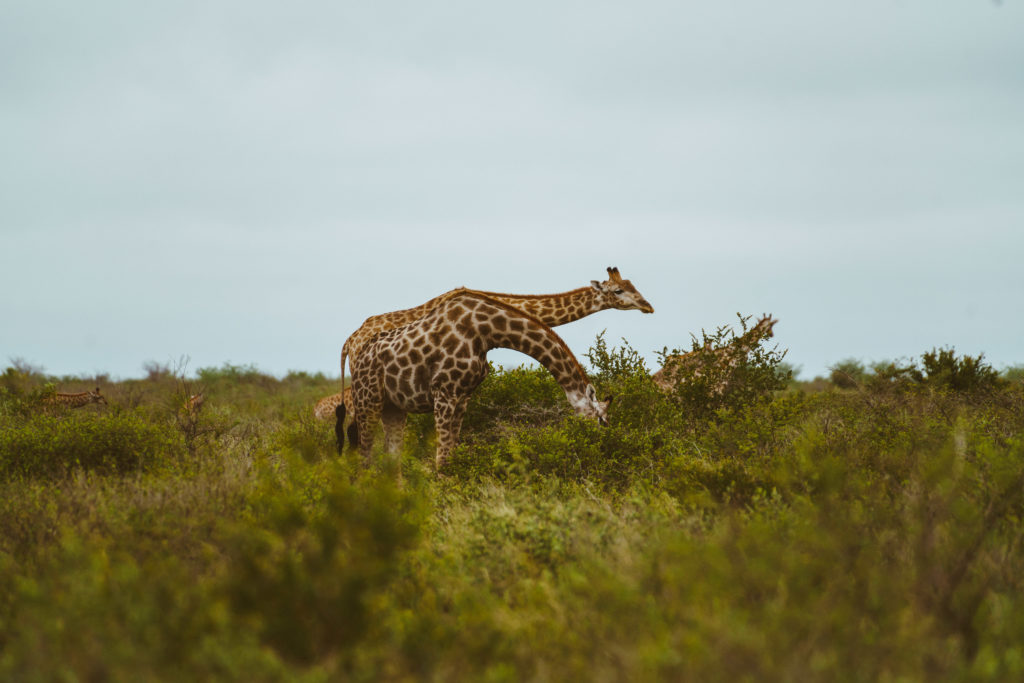 jirafa en Botswana