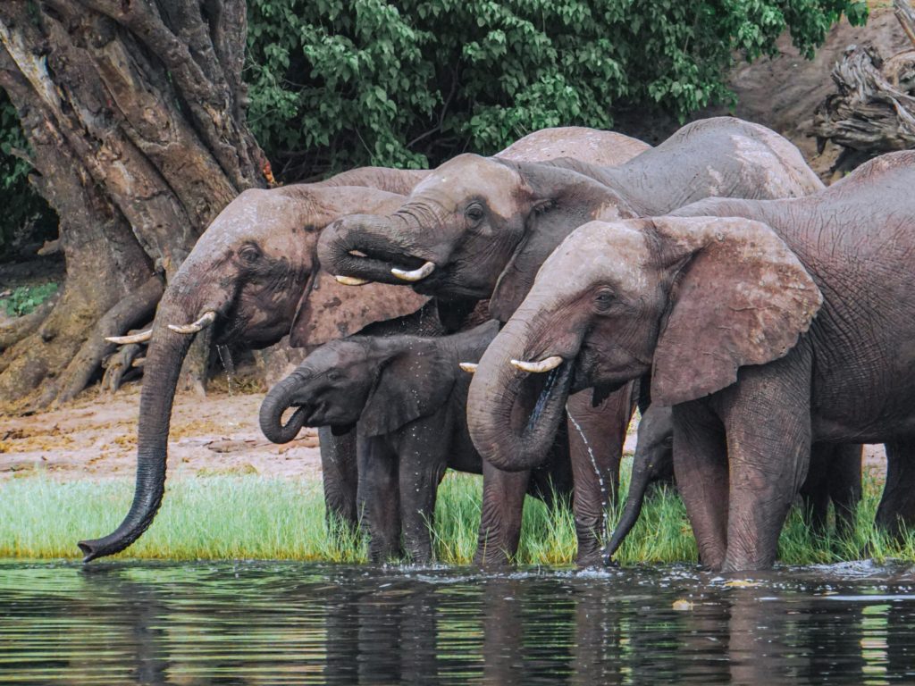 elefantes en botswana