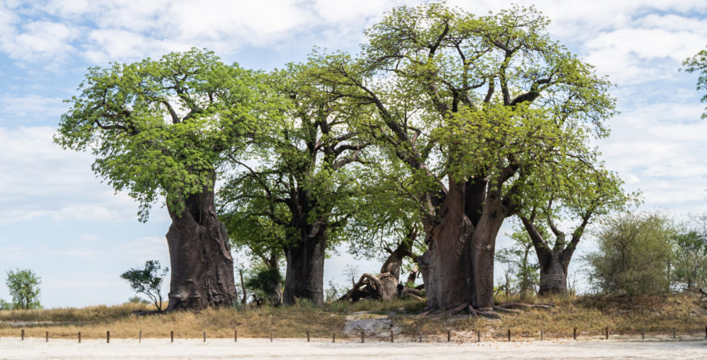 baines baobabs