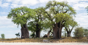 Baobab Trees Botswana