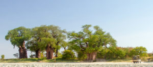 Botswana Migration Expeditions Baobabs