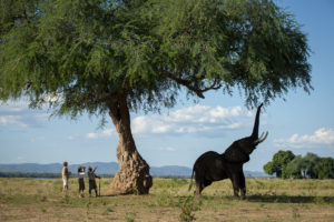 elephant_walking_safari_Nyamatusi_Camp_Mana_Pools_African_Bush_Camps