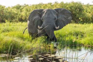 An elephant in the Okavango Delta, Botswana Safari