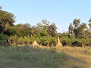 termite mounds in the okavango delta