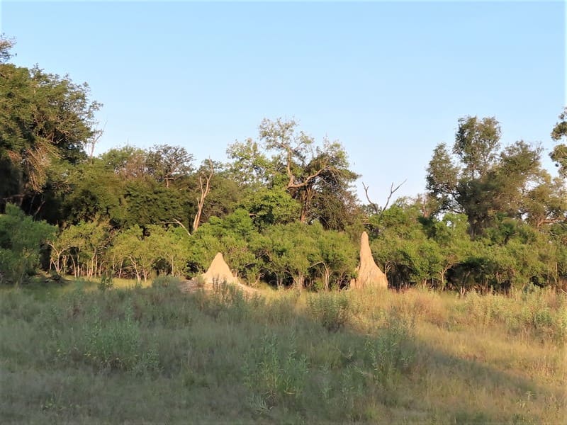 montículos de termitas en el delta del okavango