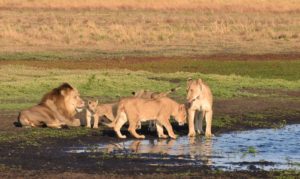 Lion Family Zambia Liuwa Plains
