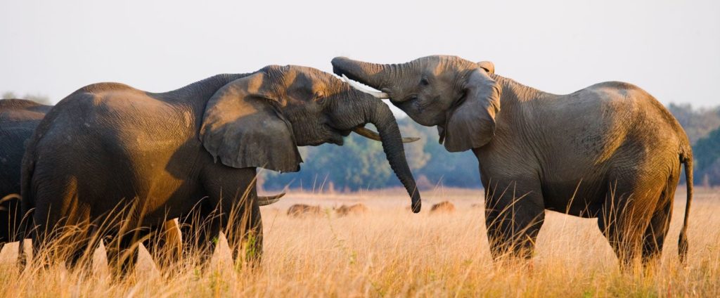 Elephants Lower Zambia