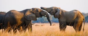 Elephants Lower Zambia