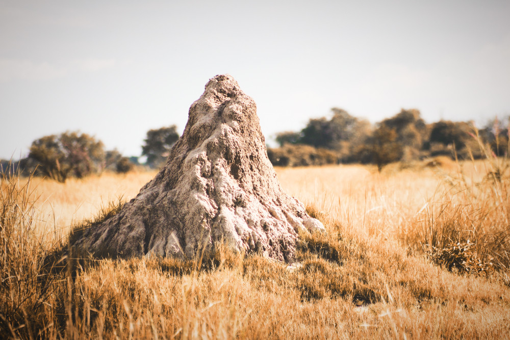 botswana-termite-mounds-5