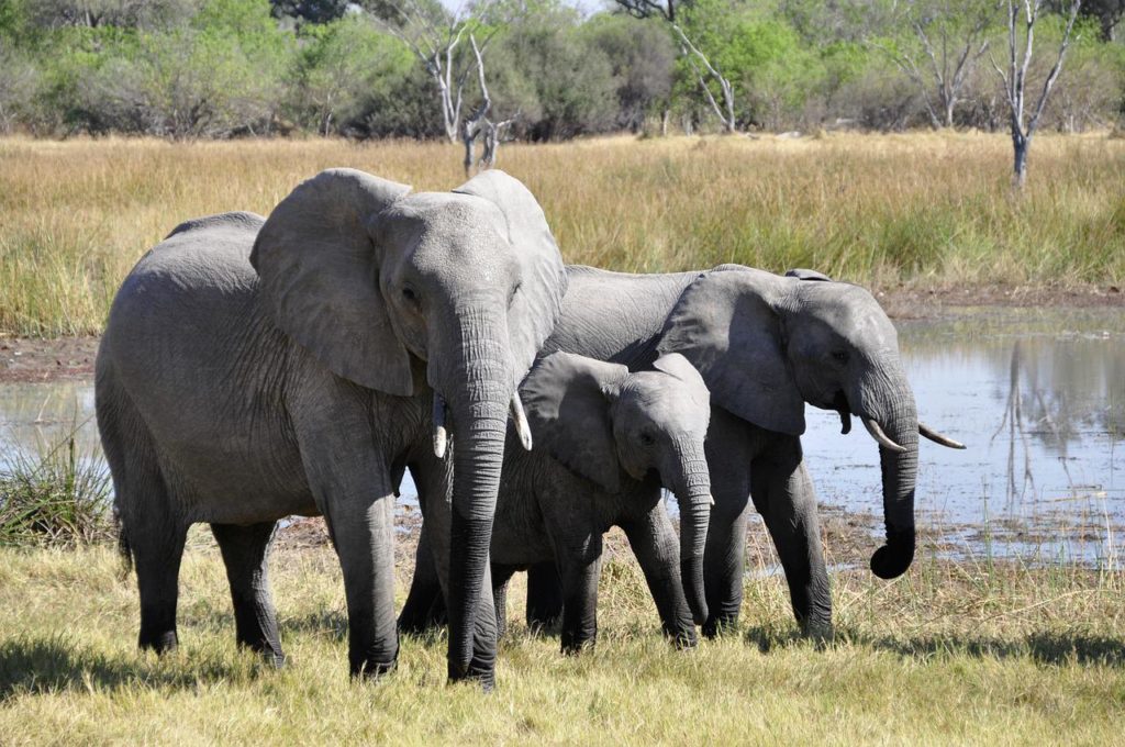 elephants in the delta