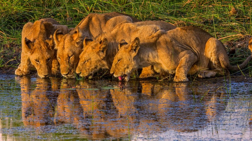 lions in the okavango delta