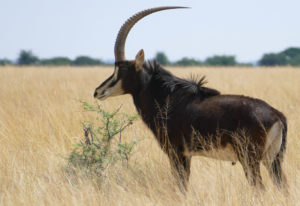 Sable Antelope Zimbabwe