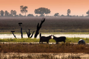 Hippos Botswana Chobe National Park Safari Camp