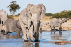Elephants Drinking Wildlife